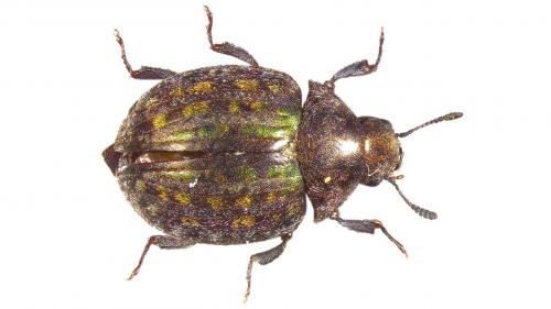 Réf. 218 522 : Cytilus sericeus